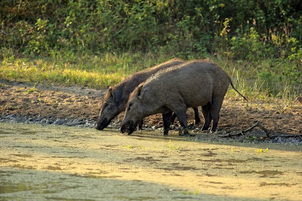 Wild boar (Sus scrofa affinis)