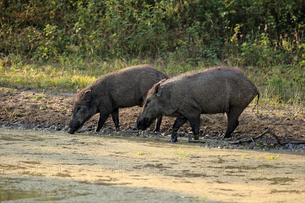 Wild boar (Sus scrofa affinis)