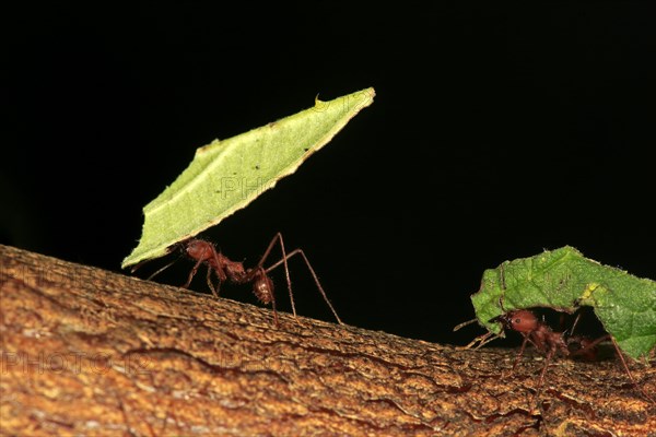 Leafcutter ants (Atta sexdens) transporting cut leaves