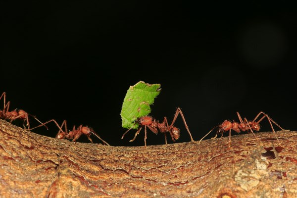 Leafcutter ants (Atta sexdens) transporting cut leaves