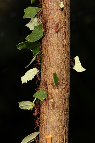 Leafcutter ants (Atta sexdens) transporting cut leaves