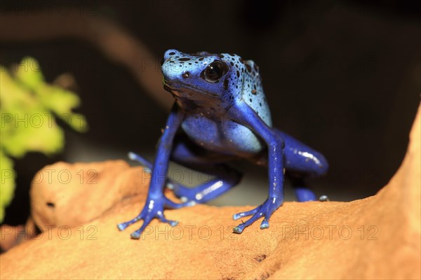 Dyeing dart frog or tinc (Dendrobates tinctorius)