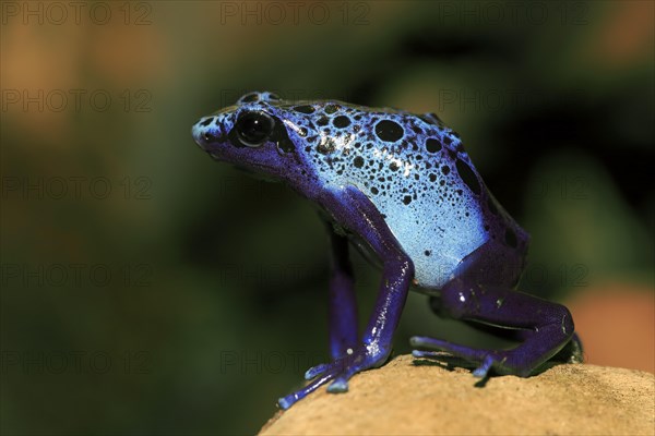 Dyeing dart frog or tinc (Dendrobates tinctorius)