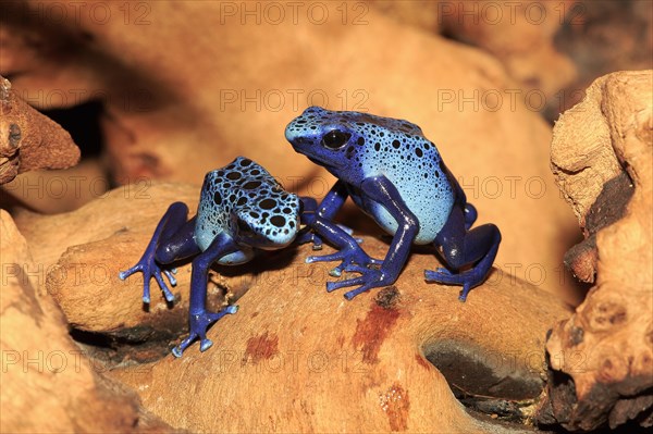 Dyeing dart frogs or tincs (Dendrobates tinctorius)