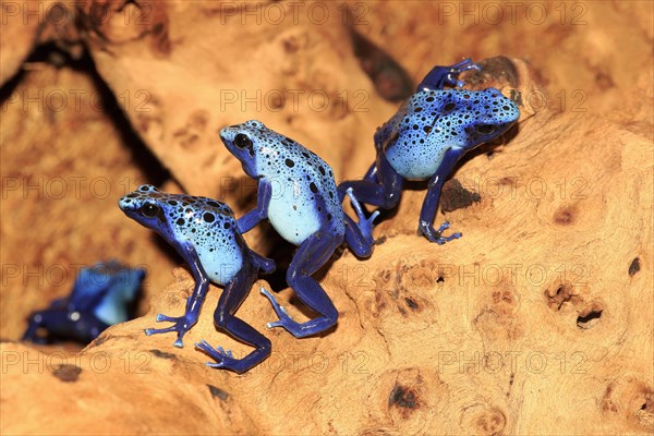 Dyeing dart frogs or tincs (Dendrobates tinctorius)