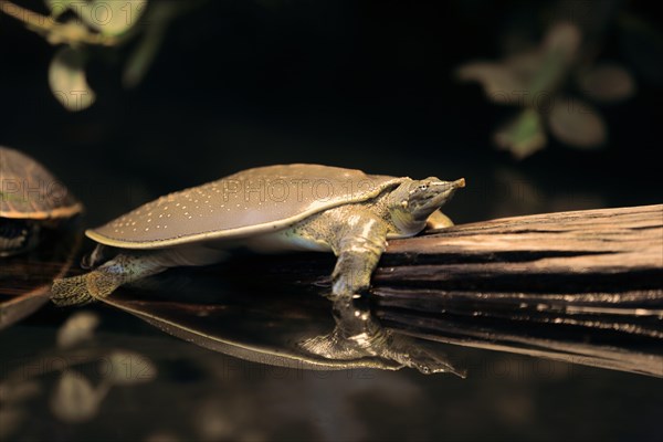 Spiny softshell turtle (Apalone spinifera)