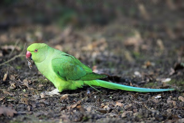 Rose-ringed parakeet or ring-necked parakeet (Psittacula krameri)