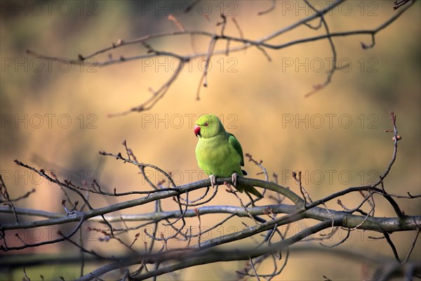 Rose-ringed parakeet or ring-necked parakeet (Psittacula krameri)