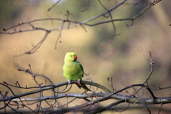 Rose-ringed parakeet or ring-necked parakeet (Psittacula krameri)