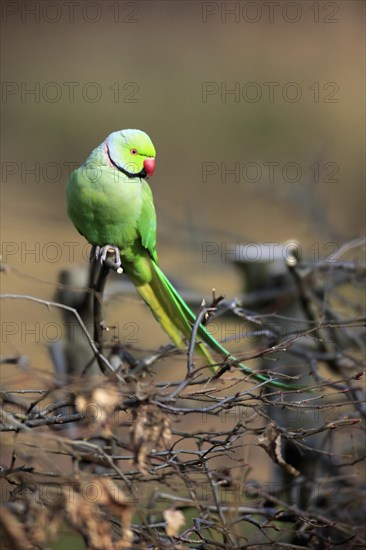 Rose-ringed parakeet or ring-necked parakeet (Psittacula krameri)