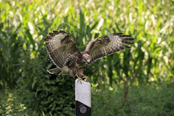 Common buzzard (Buteo buteo)