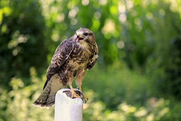 Common buzzard (Buteo buteo)