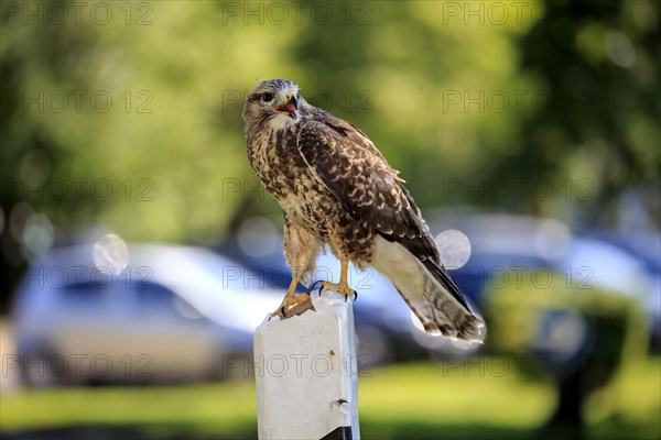 Common buzzard (Buteo buteo)