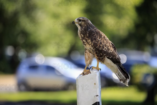 Common buzzard (Buteo buteo)