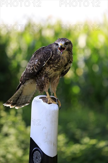 Common buzzard (Buteo buteo)