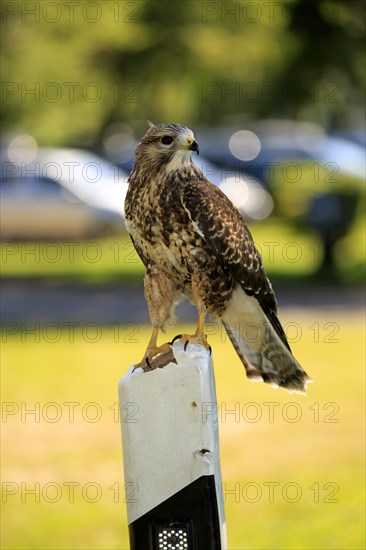 Common buzzard (Buteo buteo)