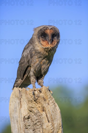 Sao Tome Barn Owl (Tyto thomensis)