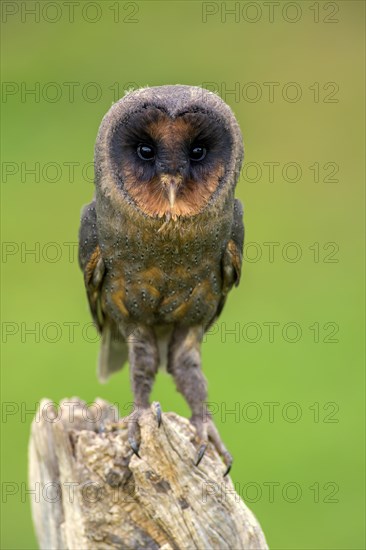 Sao Tome Barn Owl (Tyto thomensis)