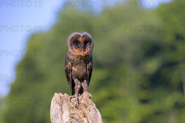 Sao Tome Barn Owl (Tyto thomensis)