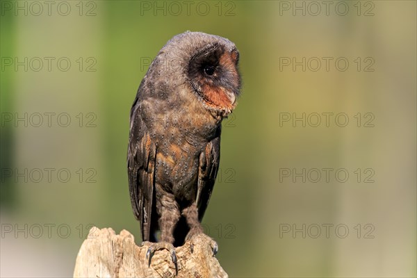 Sao Tome Barn Owl (Tyto thomensis)