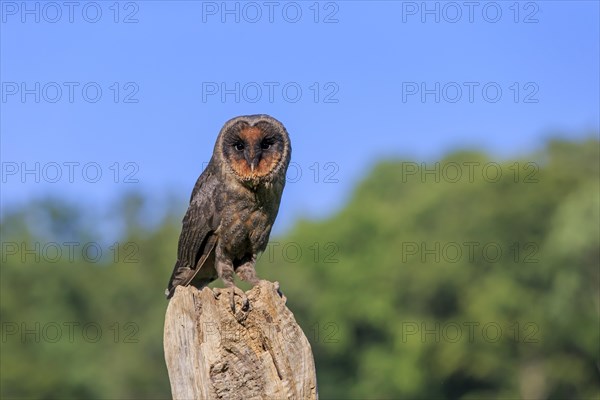 Sao Tome Barn Owl (Tyto thomensis)