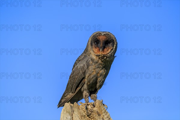 Sao Tome Barn Owl (Tyto thomensis)