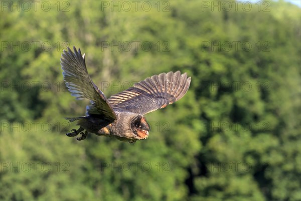 Sao Tome Barn Owl (Tyto thomensis)