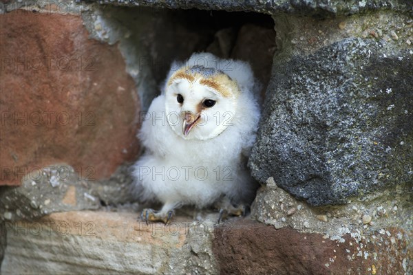 Common barn owl (Tyto alba)