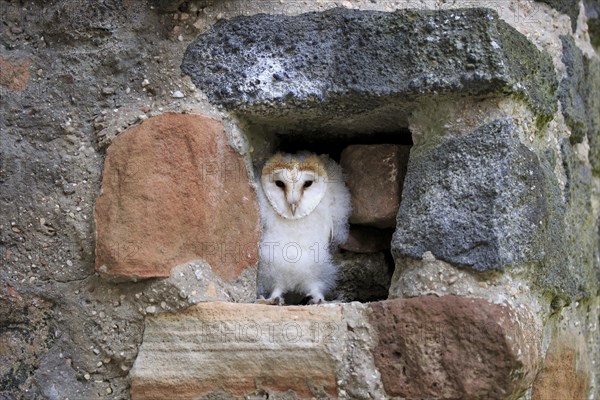 Common barn owl (Tyto alba)