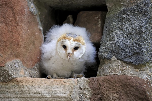 Common barn owl (Tyto alba)