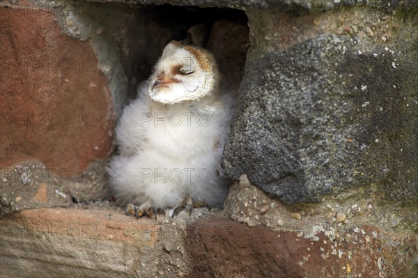 Common barn owl (Tyto alba)