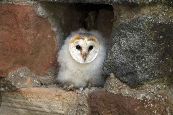 Common barn owl (Tyto alba)