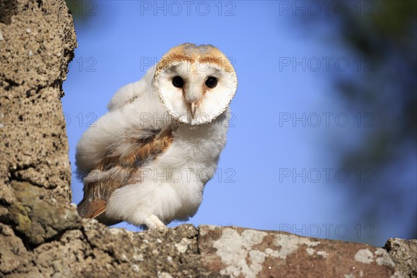 Common barn owl (Tyto alba)