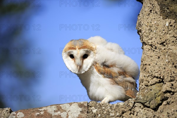 Common barn owl (Tyto alba)