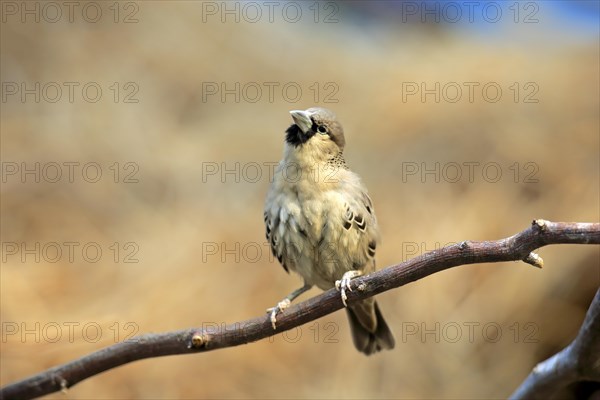 Sociable weaver (Philetairus socius)