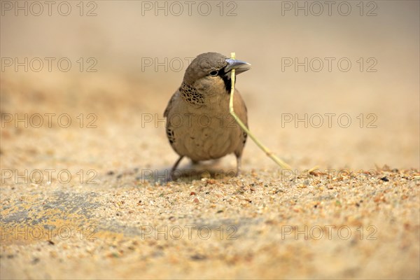 Sociable weaver (Philetairus socius)