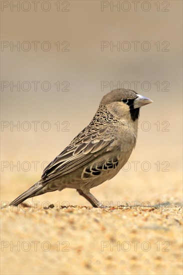 Sociable weaver (Philetairus socius)