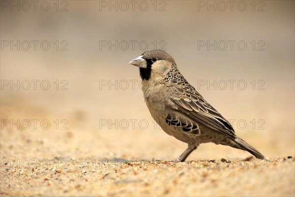 Sociable weaver (Philetairus socius)