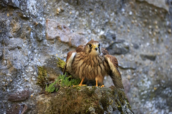 Common kestrel (Falco tinnunculus)