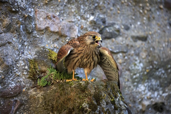 Common kestrel (Falco tinnunculus)