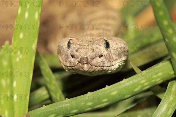 Western rattlesnake or prairie rattlesnake (Crotalus viridis)