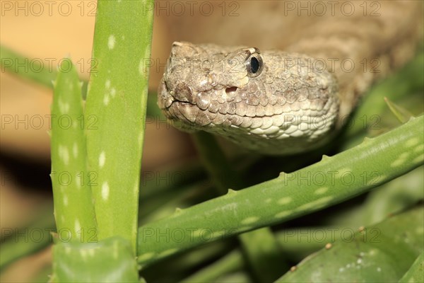 Western rattlesnake or prairie rattlesnake (Crotalus viridis)
