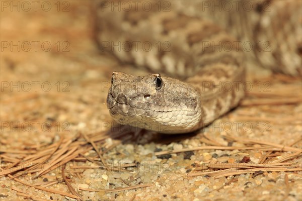 Western rattlesnake or prairie rattlesnake (Crotalus viridis)