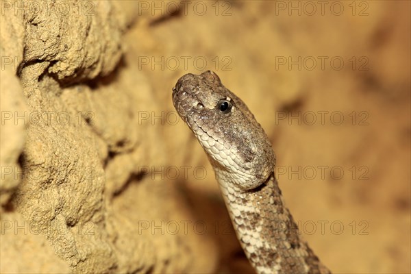 Western rattlesnake or prairie rattlesnake (Crotalus viridis)