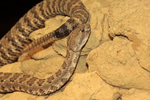 Western rattlesnake