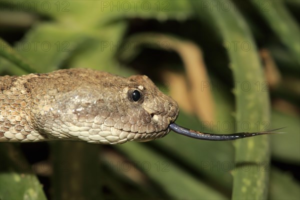 Western rattlesnake or prairie rattlesnake (Crotalus viridis)