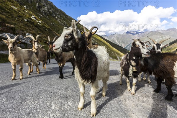 Goats on the Otztal glacial road