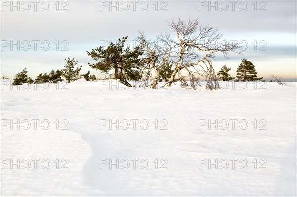 Snow on the Hornisgrinde