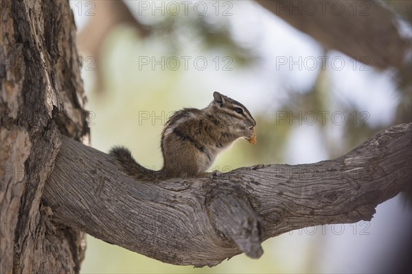 Least chipmunk (Tamias minimus)