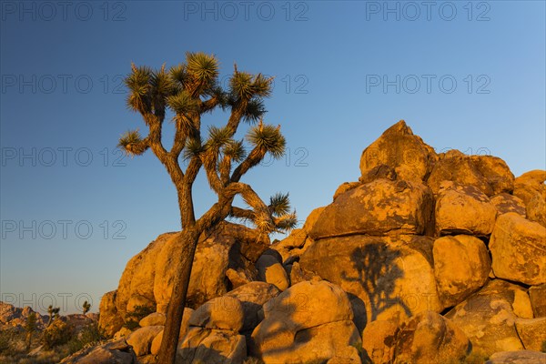 Joshua tree (Yucca brevifolia)